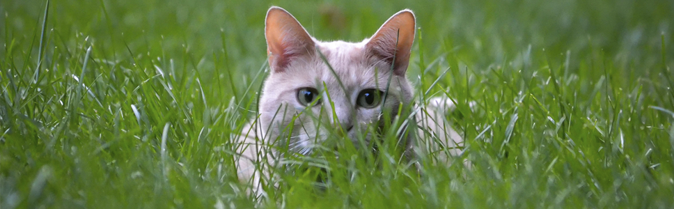 VETERINARY HPM™ DERMATO